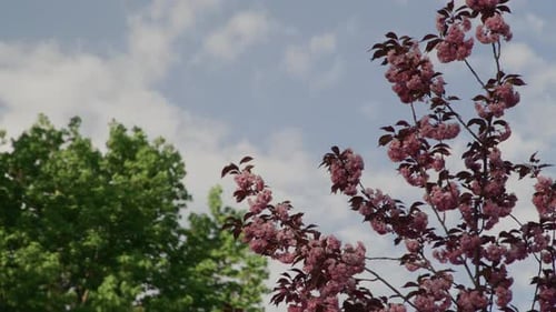 Pink Tree with Flowers Blossoming in the Spring with Blue Sky's