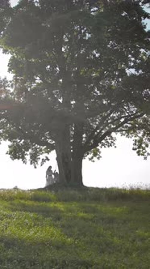 Vertical of A Huge Beautiful Lonely Tree in the Middle of a Field with Hanging Swings