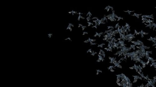 Flock of Dark Birds Flying Transparent Alpha Channel Overlay