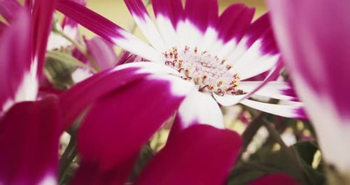 Close-Up of Blooming Magenta and White Flowers