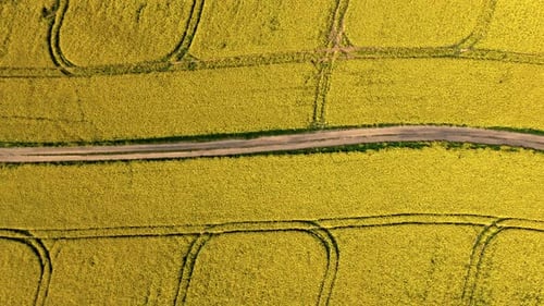 Großes blühendes gelbes Rapsfeld und Landstraße in Polen.