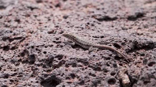 Side-Blotched Lizard sitting on a rock before running away