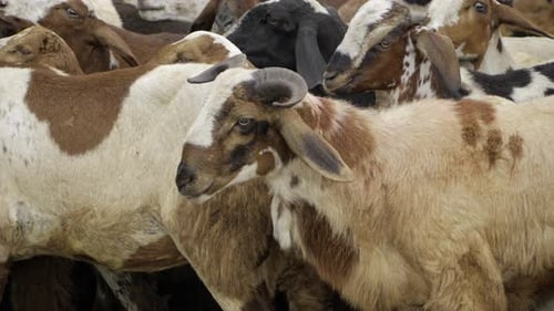 Fluffy Goats Standing Close Together in a Group