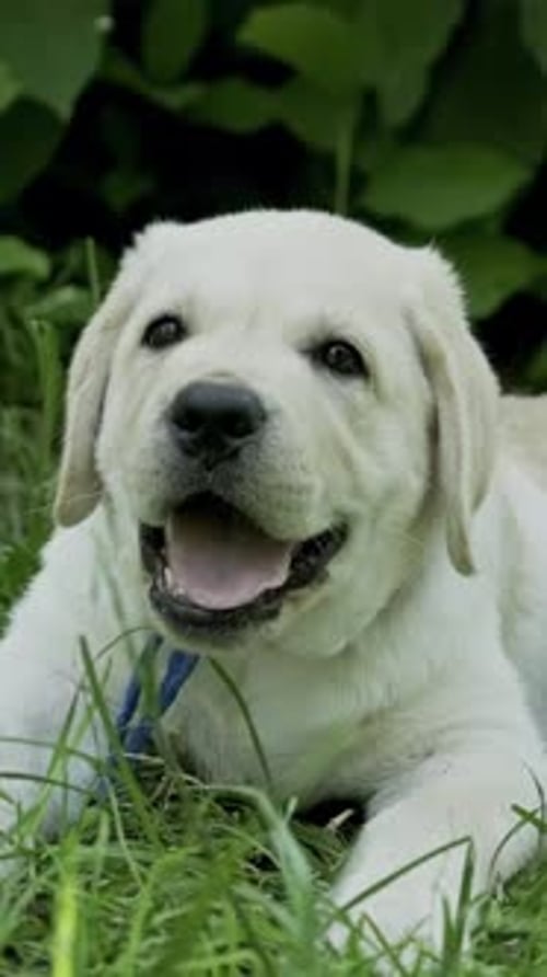 Labrador puppy in green grass