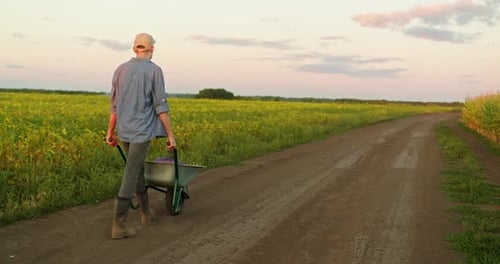 Landwirt schiebt an einem Sommerabend eine mit Gemüse gefüllte Schubkarre über ein Feld, Rückansicht