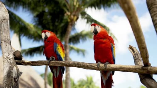 Concept sur la nature et les oiseaux sauvages - Gros plan de deux perroquets rouges