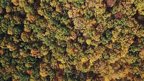 Unglaubliche Landschaft mit farbenfrohen Wäldern im Herbst aus der Vogelperspektive.