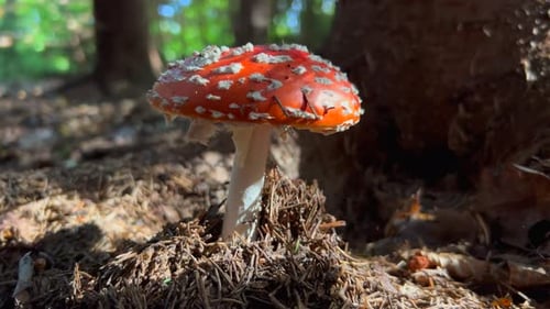 Fly Agaric or Fly Amanita Mushroom Muscimol Mushroom Wild Mushroom Growing in Forest