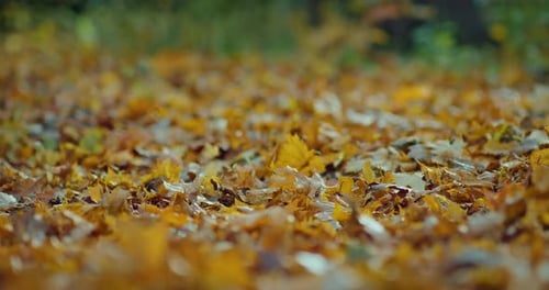 Woman Walking Over Fallen Foliage in Beautiful Forest Closeup of Feet on Maple Leaves Prores