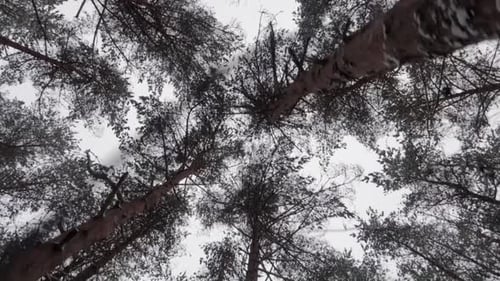 walking shot in the forest in winter while looking up at the pine treetops with bright white sky