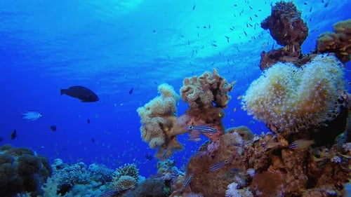 Vibrant Coral Reef Ecosystem Underwater with Colorful Fish