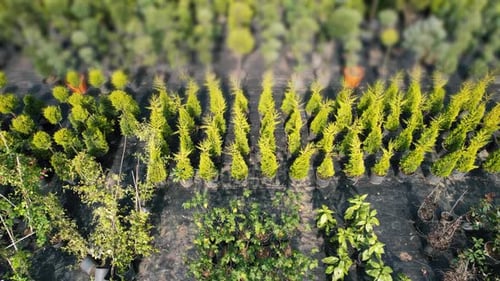 Aerial Pine Saplings