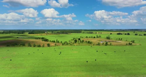 Cattle Grazing on Farmland Pasture Production of Organic Dairy Products Milk Cows Feeding on Green