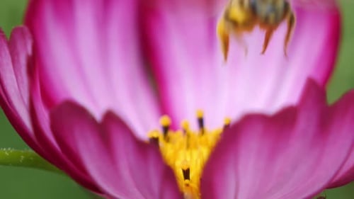 A bee collecting nectar from a vibrant pink flower in close-up view