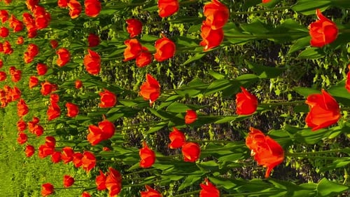 a Lot of Blooming Tulips in City Park at Sunny Day Vibrant Color Vertical Footage