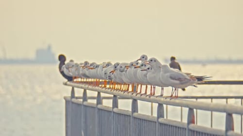 Möwe