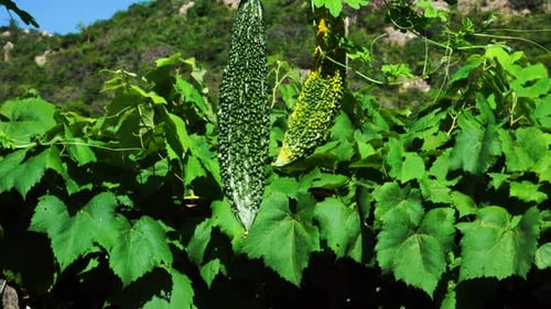 Gros plan de melons amers dans leur plante entourée de collines. Vue ascendante
