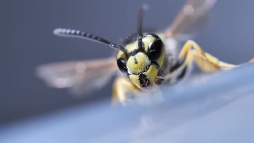 Wespennahaufnahme, flacher Fokus, kriechendes Insekt, gestreifter Wildkäfer