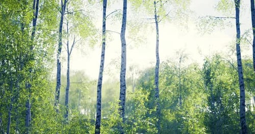 Lush Green Forest with Tall Birch Trees on a Sunny Day in Spring