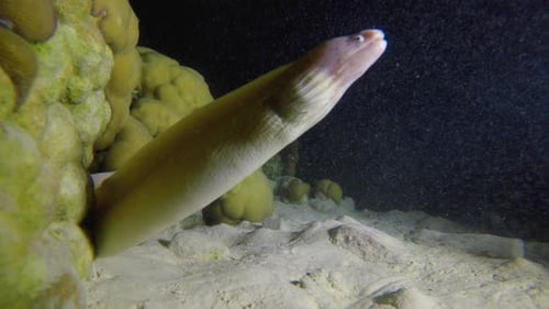 Grey Moray Night Dive
