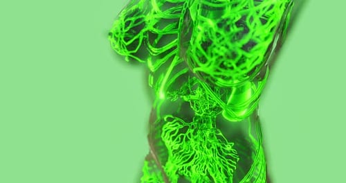 Understanding the Complex Anatomy of Blood Vessels in the Human Body