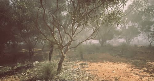 Misty Australian Bushland Landscape