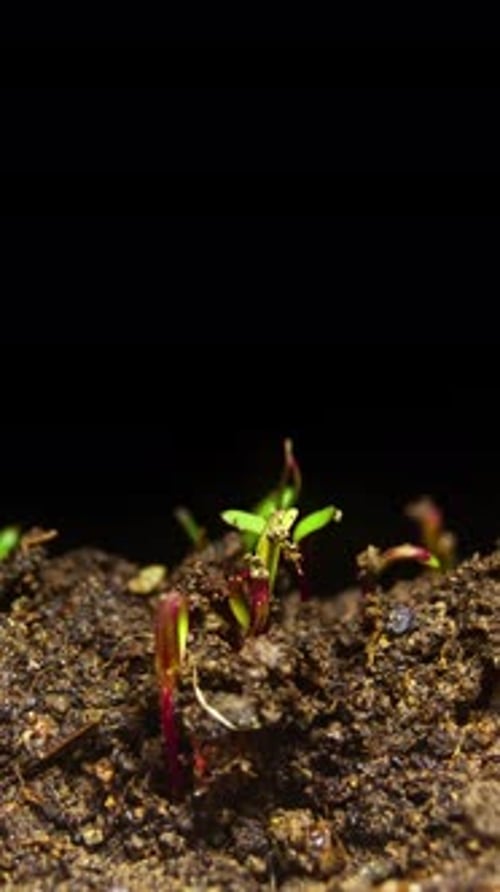 Time Lapse of Seedlings Sprouting from Soil