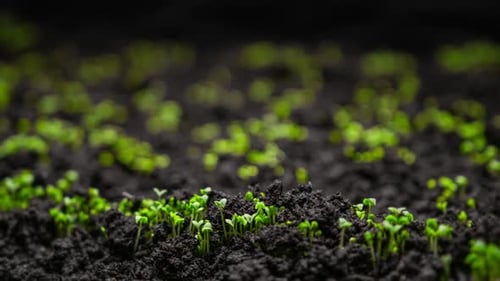 Fresh Green Plants Growing In Time Lapse Sprouts Germination From Seeds In Soil Beautiful