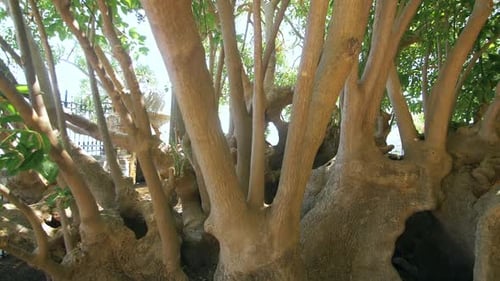 Mehrere Baumstämme bei strahlenden Sonnenstrahlen im Summer Park. Alter Baum