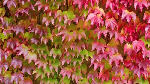 Autumn Red Foliage Boston Ivy on a Building Exterior of a Waving in Wind