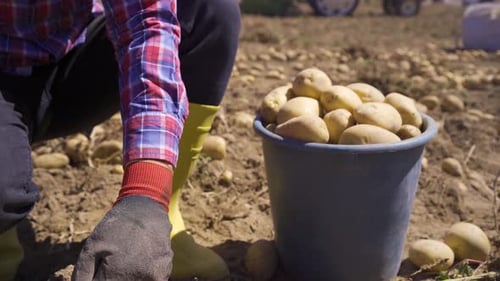 Potato Harvest. The hands of a person picking potatoes in a potato field.