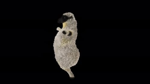 Cute 3D Dancing Sheep Animated Loop with Transparency