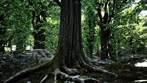Tree Roots and Sunshine in a Green Forest