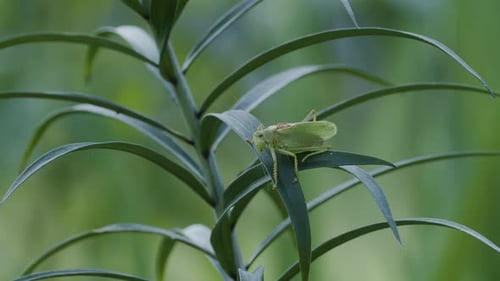 Green large grasshopper sitting calm and quiet on lily leaf
