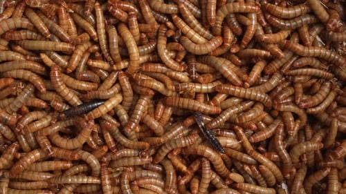 Massive Cluster of Wriggling Yellow Mealworms Close Up