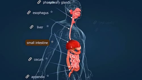 Human Digestive System