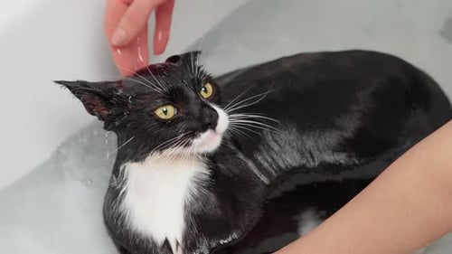 Cat Getting a Bath in Bathtub