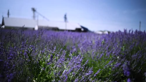 Lavender Field Close Up Blooming Flowers