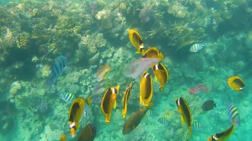Man Volunteer Collecting Plastic Bags Floating in Polluted Red Sea Water Damage