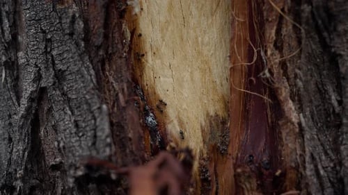 Makroaufnahme Schwarze Ameisen, die auf einen Baum klettern