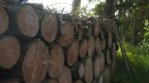 Gros plan du bois de chauffage empilé à l'extérieur. Textures rustiques et naturelles parfaites pour les documentaires sur la nature