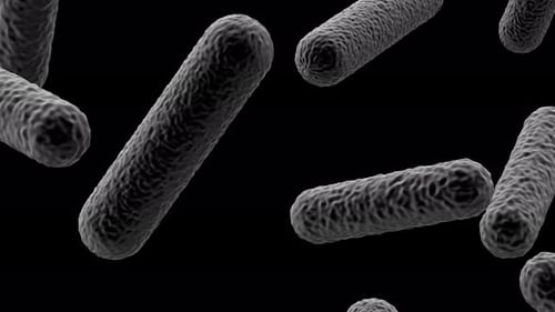 Rod Shaped Bacteria 02