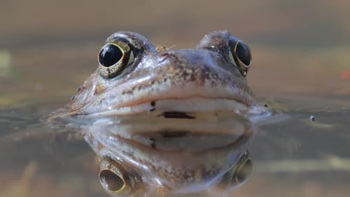 Brown frog (Rana temporaria) close-up in a pond.