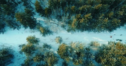 Vue aérienne de la fabuleuse forêt de pins en hiver et randonnée en couple sur la route enneigée de Prores