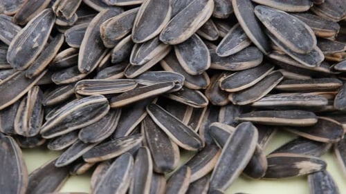 Pile of Black and White Striped Sunflower Seeds