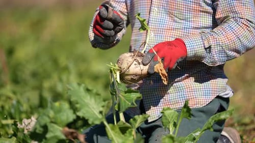 Sugar Beet