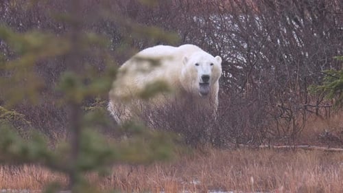 Slow motion polar bear standing and yawning amongst the sub-arctic brush and trees of Churchill,