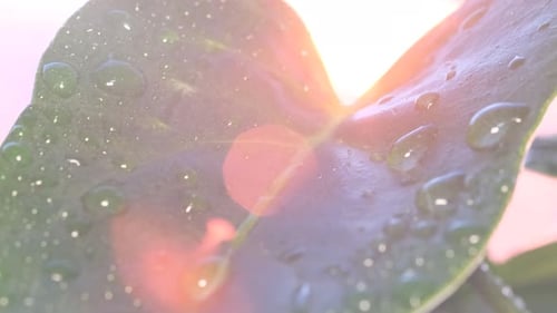 Wet Green Plant Leaf with Dripping Water Drops on Beautiful Sunlight Background