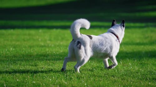 White laika dog running on green lawn in sunny park back view walking pet