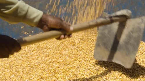 Yellow Corn Kernels Pouring into Bin